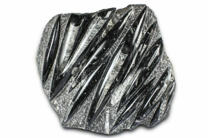 Polished Fossil Orthoceras (Cephalopod) Plate - Morocco #372638